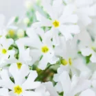 OWLさるびあ西岡