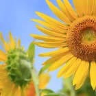 OWLさるびあ中の島